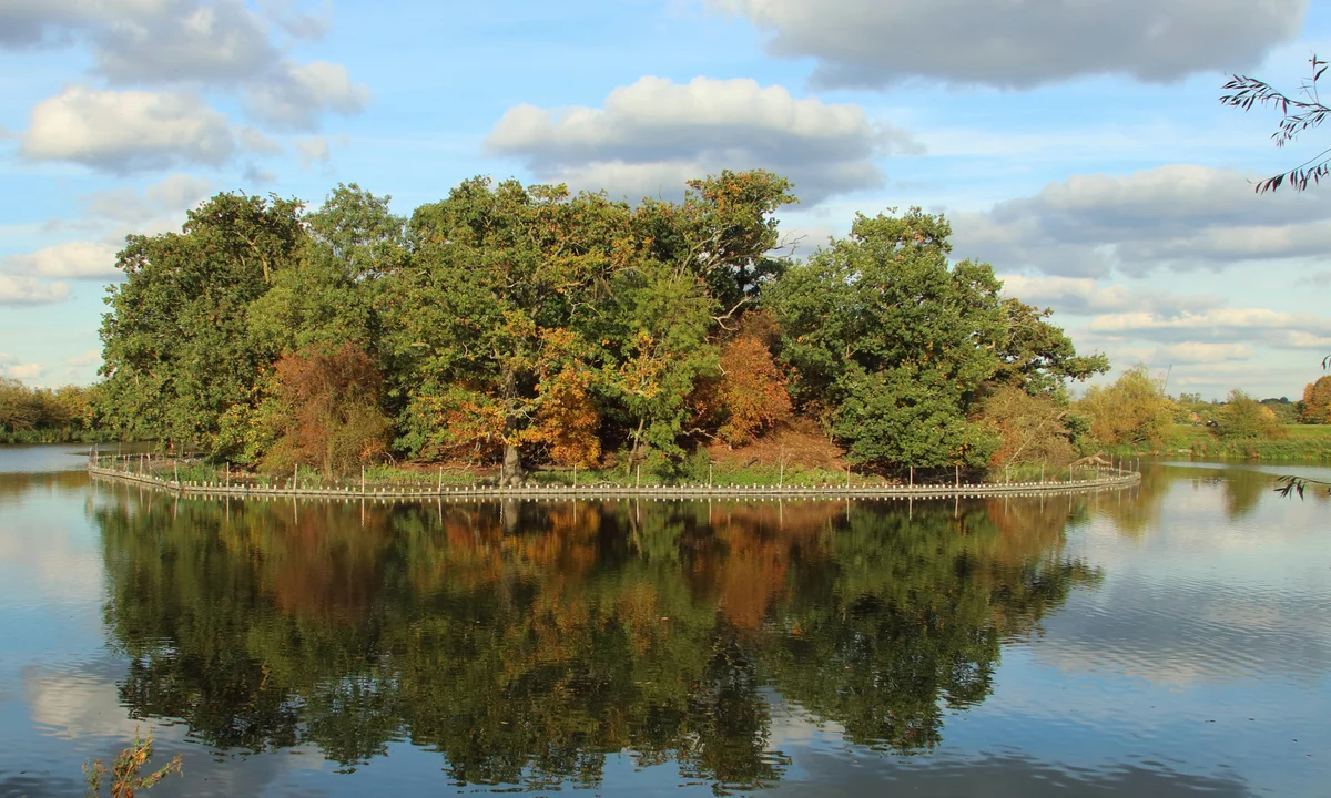 Island area covered in trees with reflective water all around at Walthamstow Wetlands.